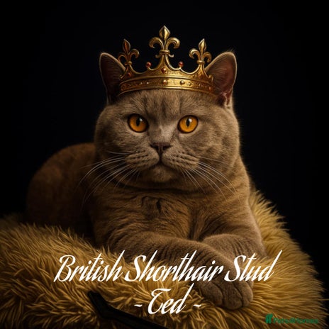 British Shorthair cats in Holywell - Advert 5