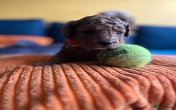 Cockapoo dogs for sale: Gorgeous F1b cockapoo puppies for sale - Image 9