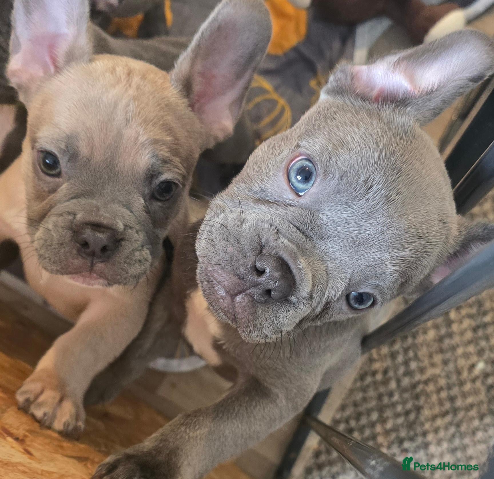 French Bulldog dogs 💙🐶French Bulldog Puppies💙🐶 - Advert 2