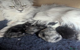 Maine Coon cats for sale: Beautiful Pedigree Maine Coon kittens  - Image 11