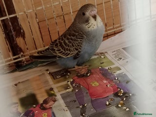 Budgerigars birds - Advert 33