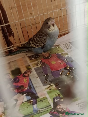 Budgerigars birds - Advert 1