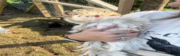 Chickens poultry for sale: Free loving polish cockerel  - Advert 3
