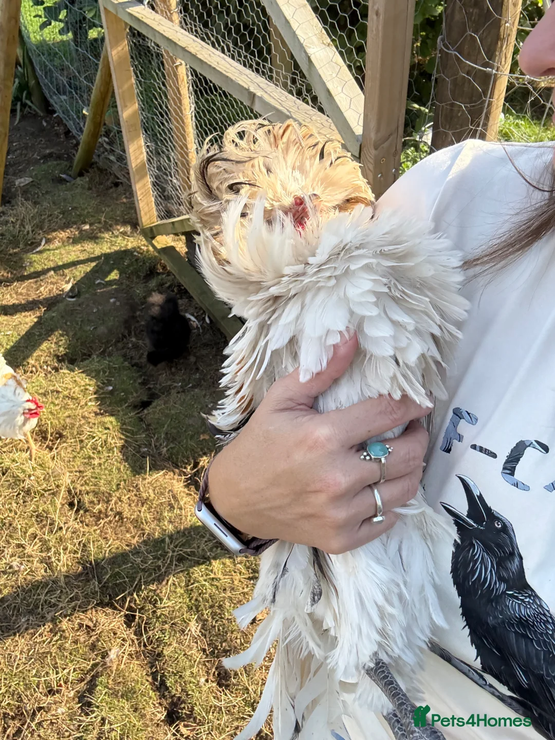 Chickens poultry for sale: Free loving polish cockerel  - Advert 3