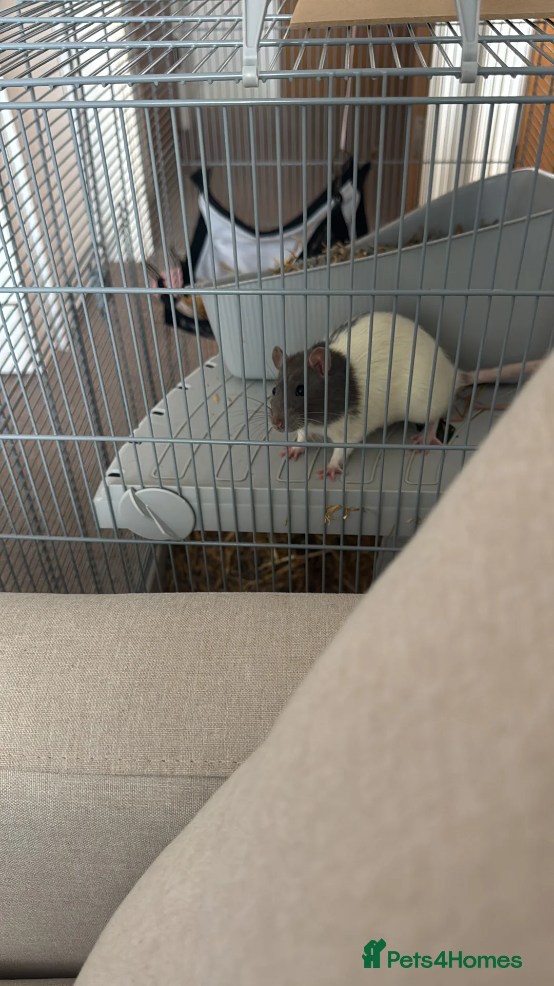 Rat rodents for sale: 2x rats Remy and Emile in London - Advert 4