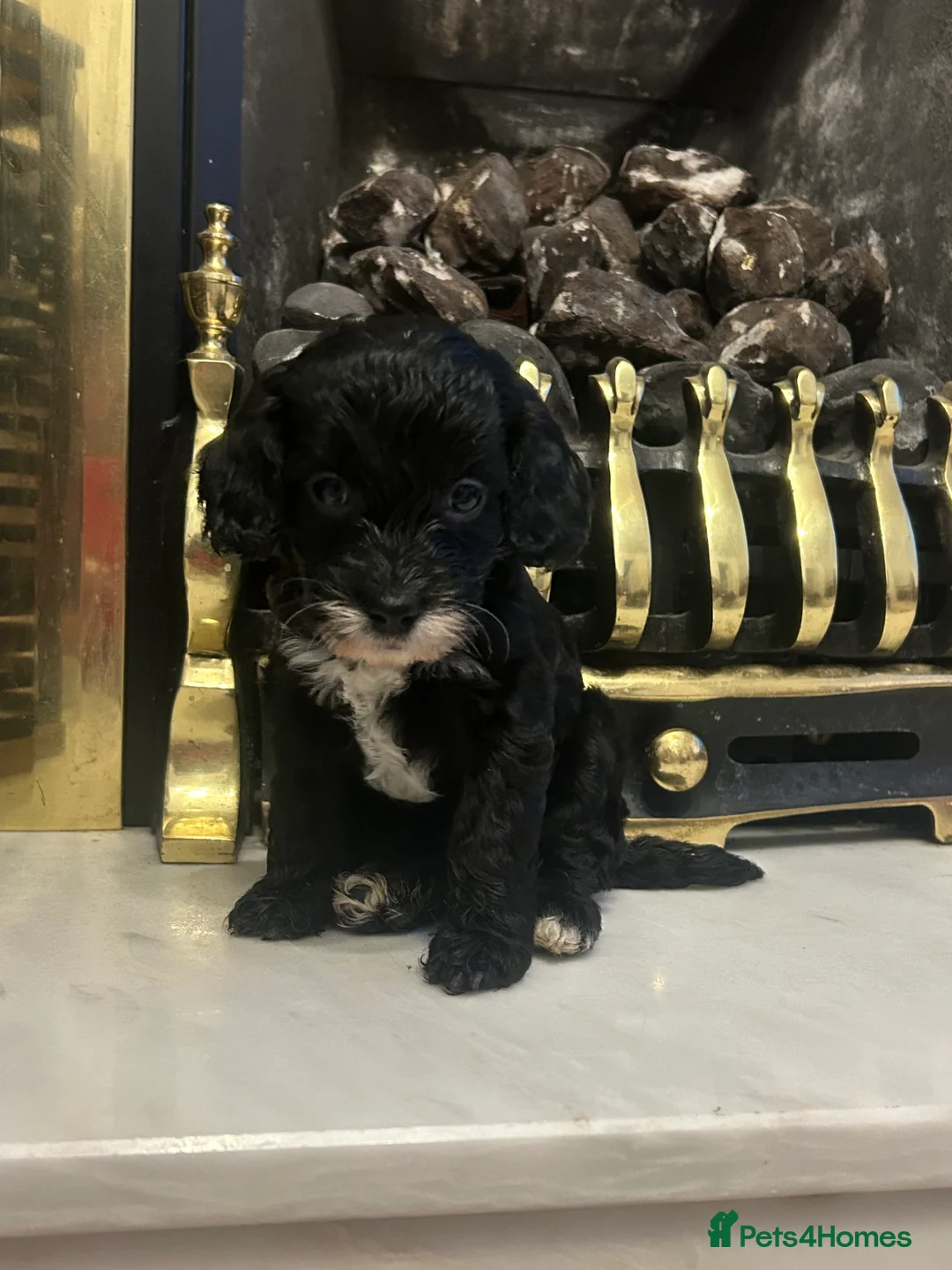 Cockapoo dogs for sale: Cockapoos - Advert 8