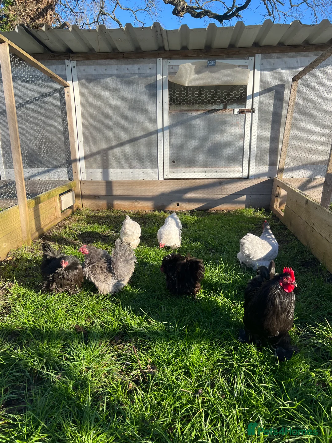 Chickens poultry for sale: Smooth and frizzle lavender and black pekins - Advert 3