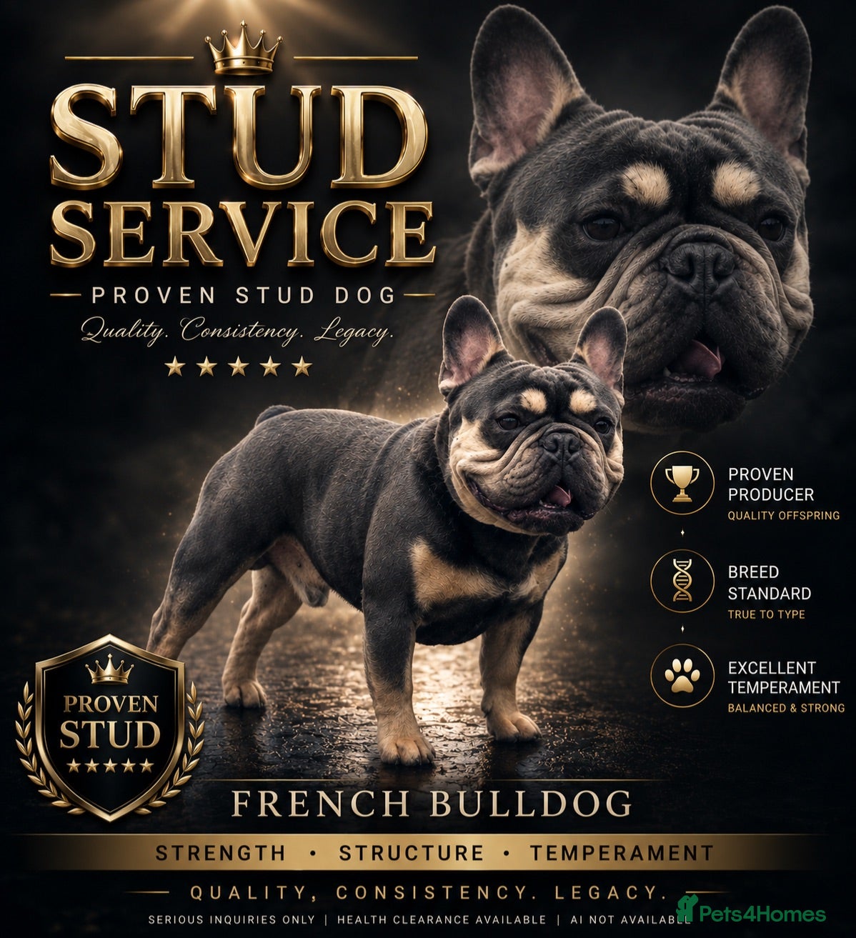 French Bulldog dogs French bulldog stud 🇫🇷  - Advert 21