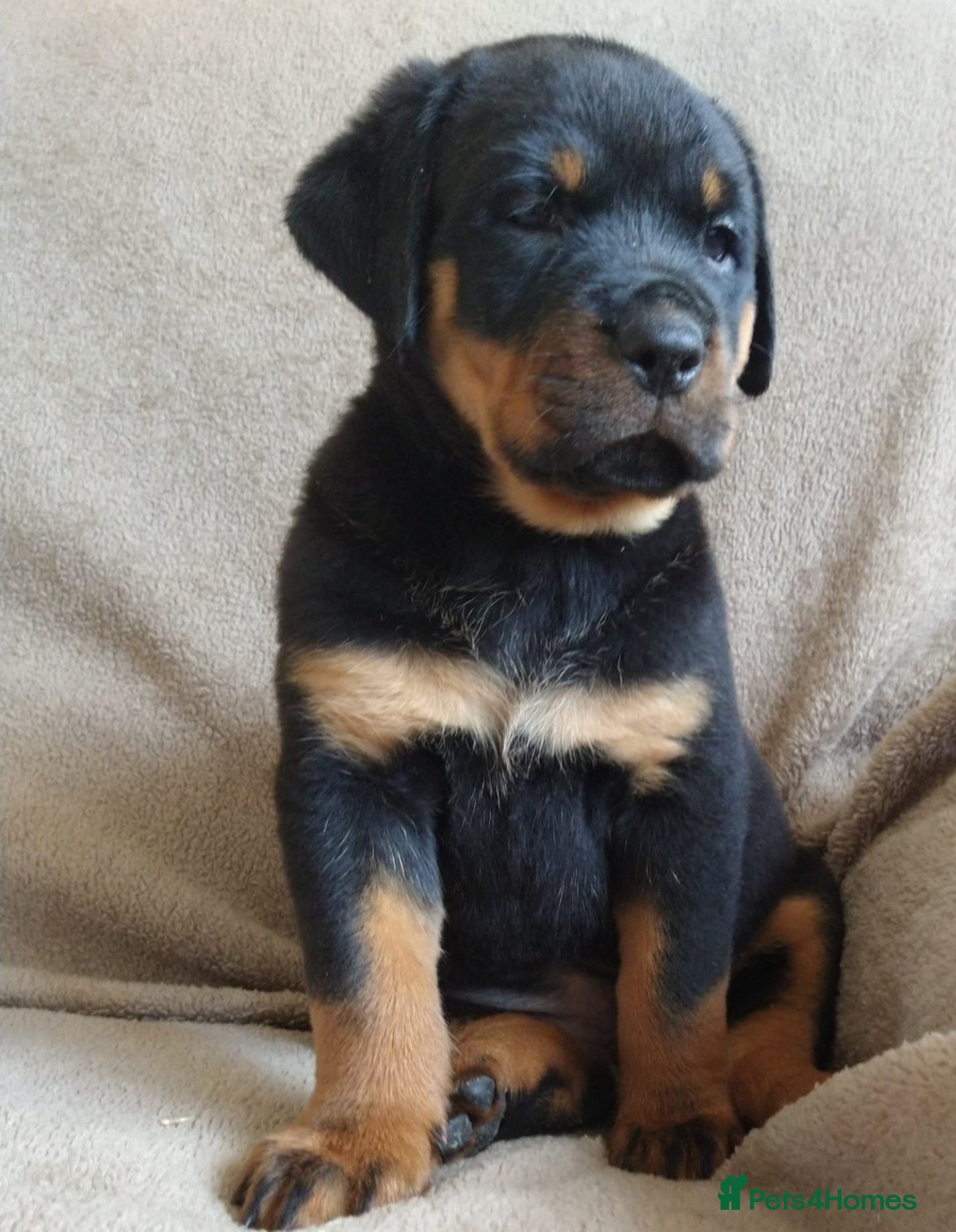 Rottweiler dogs MASSIVE ROTTWEILER PUPPIES  - Advert 2