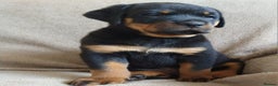 Rottweiler dogs for sale: MASSIVE ROTTWEILER PUPPIES  - Advert 33