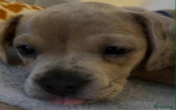 Mixed Breed dogs for sale: Bull weiners 8 weeks old  - Image 8