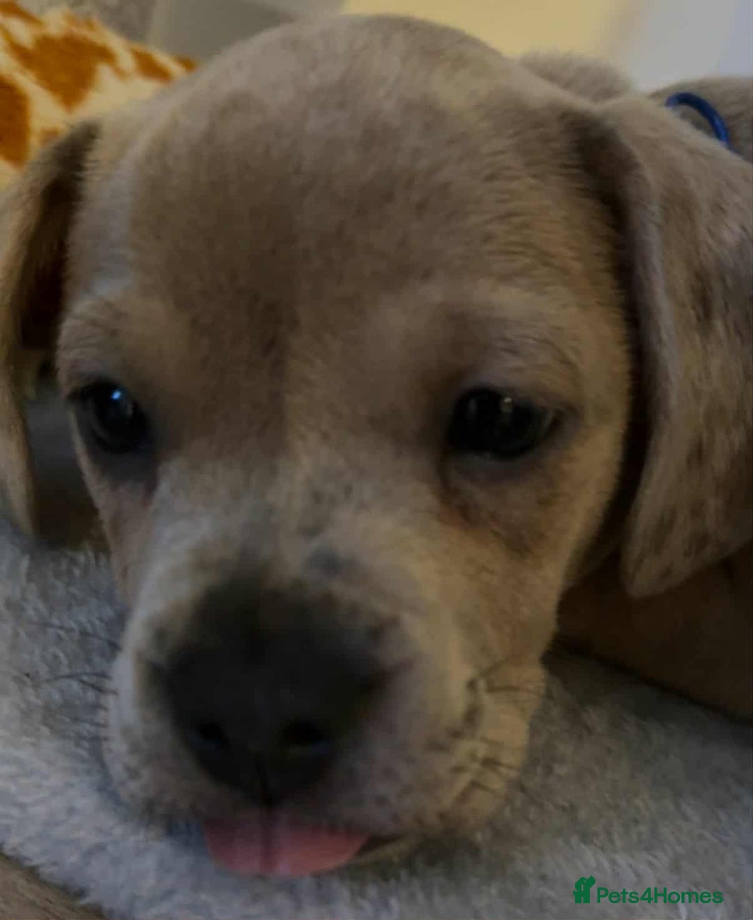 Mixed Breed dogs for sale: Bull weiners 8 weeks old  - Image 8