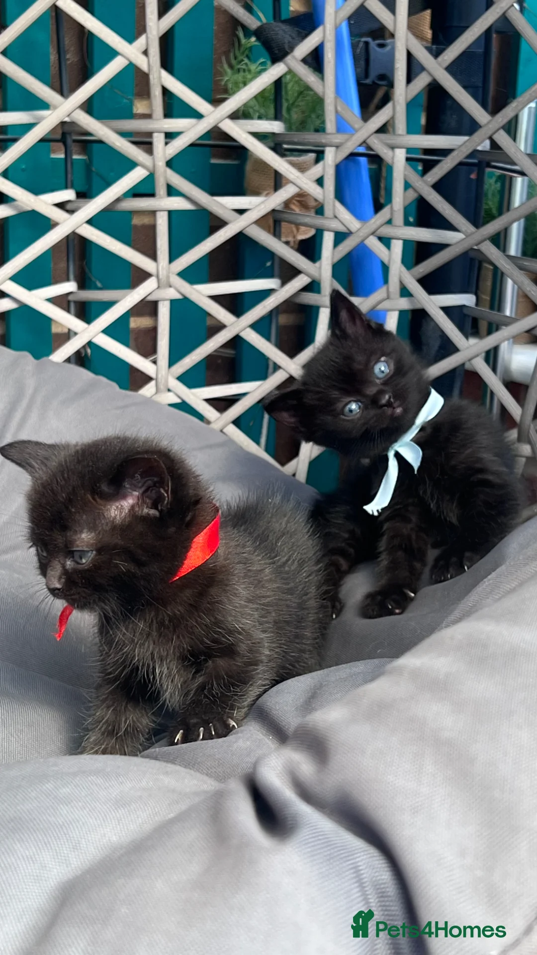 Mixed Breed cats for sale: Rare Blue-Eyed Fluffy Kittens – BSH x Ragdoll in Bradford - Advert 41