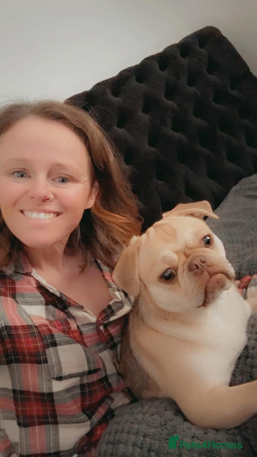 Pug dogs for sale: Pug 11 months old great character  - Advert 3