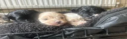 Maltipoo dogs for sale: 🌟 **Adorable Maltipoo Puppies!** 🌟  - Advert 29