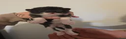 Mixed Breed cats for sale: 3 beautifuk kittens - Advert 14