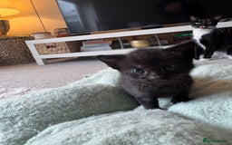 Domestic Shorthair cats for sale: Beautiful kittens, nearly ready for forever homes - Image 5