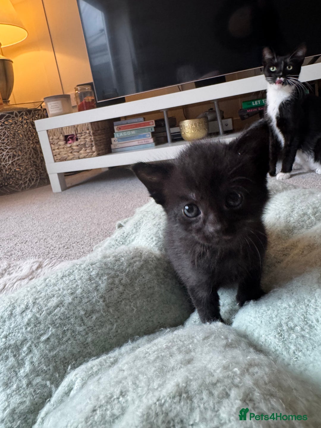 Domestic Shorthair cats for sale: Beautiful kittens, nearly ready for forever homes - Image 5