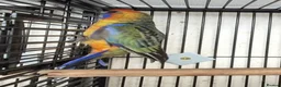 Parakeets birds for sale: Finches canarys doves parakeets parrots  - Advert 17