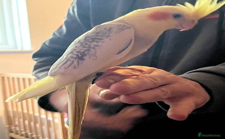 Cockatiels birds - Advert 9