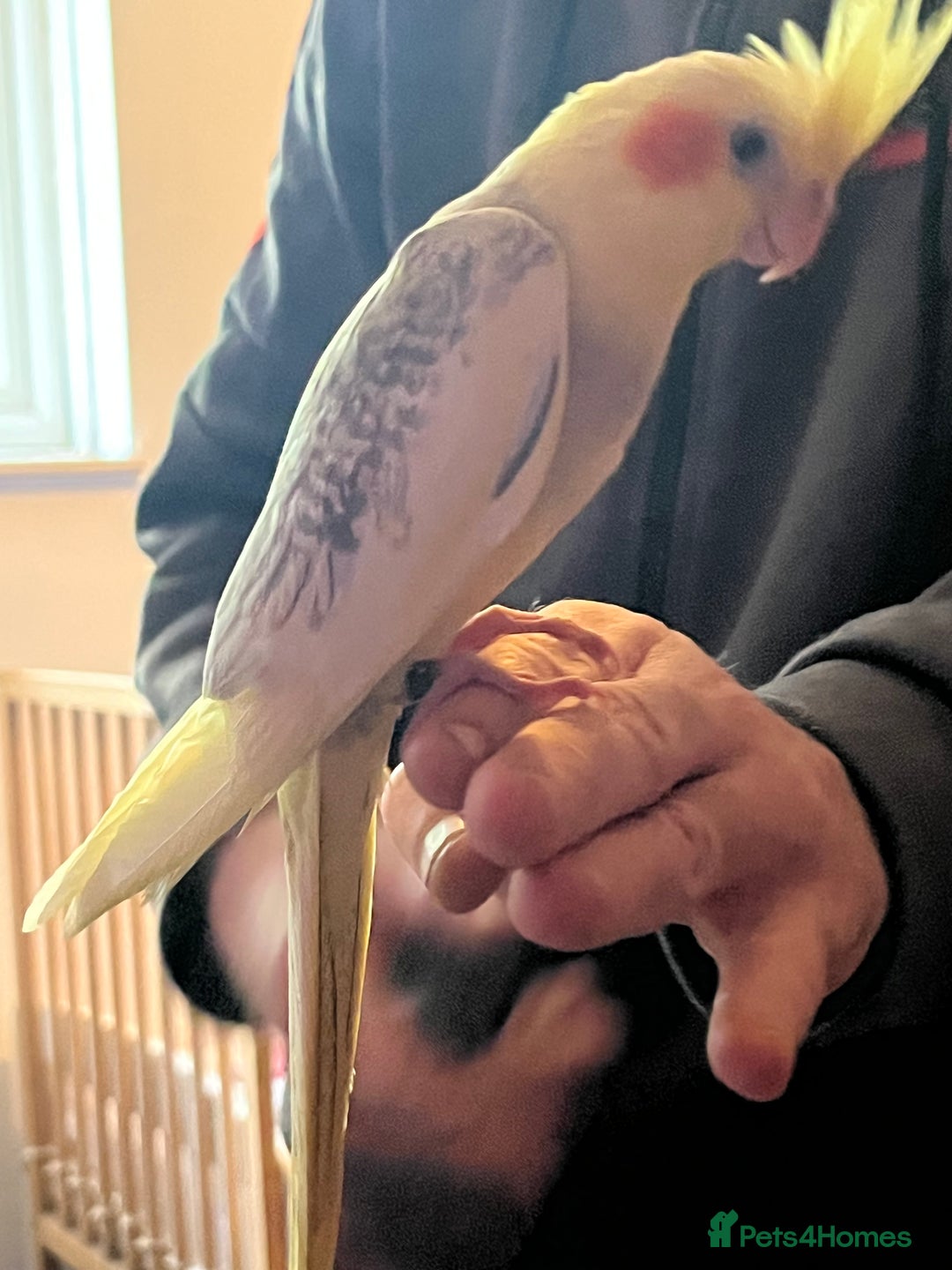 Cockatiels birds for sale: Cockatiels for sale hand tame - Image 1