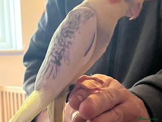 Cockatiels birds - Advert 17