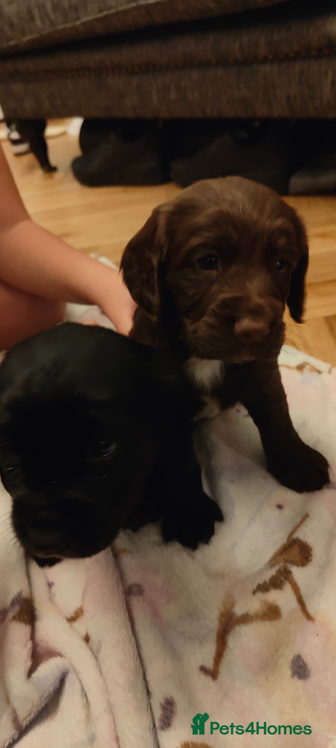 Cocker Spaniel dogs for sale: Brown Boy Cocker Spaniel Puppy - Image 4