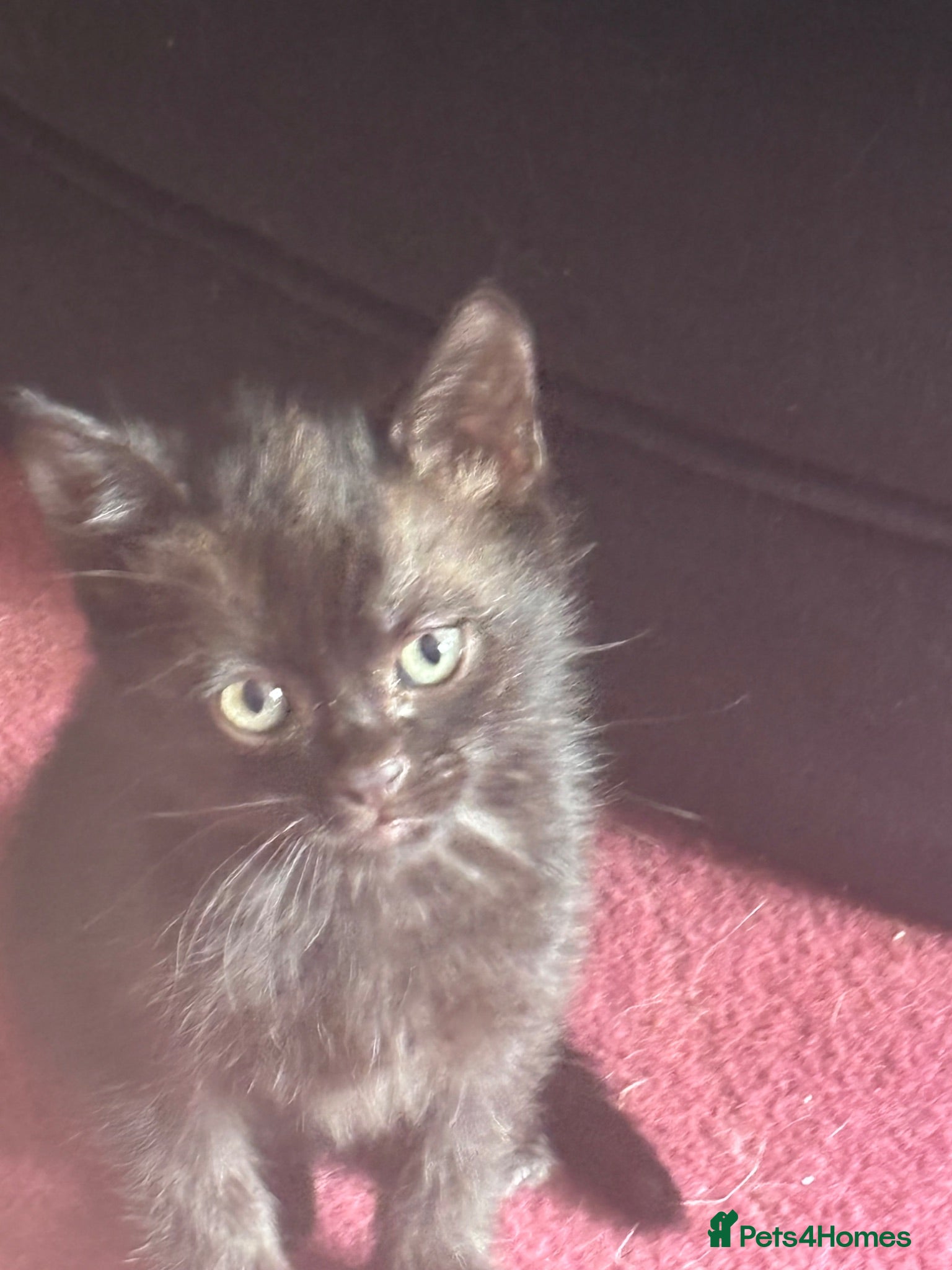 Mixed Breed cats Black/White Female kitten Black male kitten - Advert 1