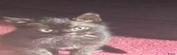 Mixed Breed cats for sale: Black/White Female kitten Black male kitten in Peterhead - Advert 1