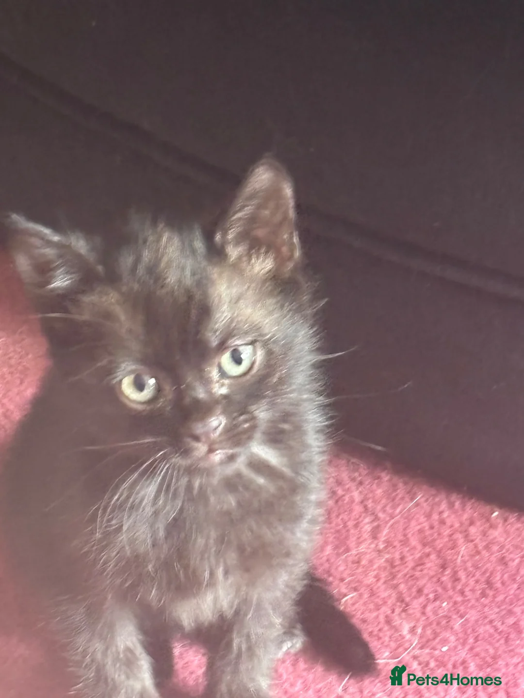 Mixed Breed cats for sale: Black/White Female kitten Black male kitten in Peterhead - Advert 1