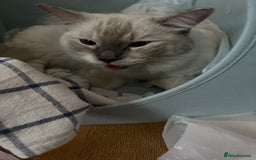 Ragdoll cats for sale: Ragdoll Kittens - Image 5
