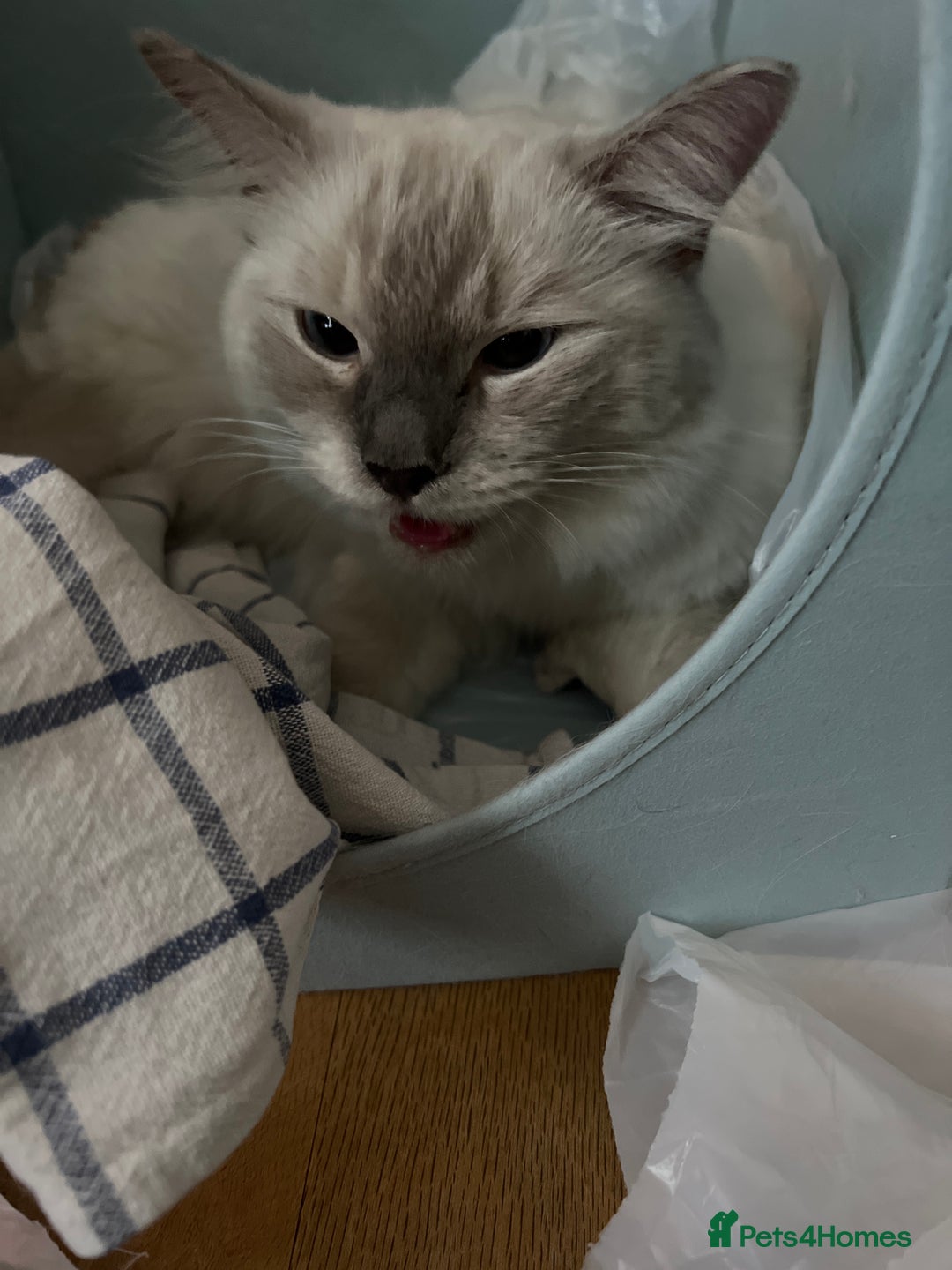 Ragdoll cats for sale: Ragdoll Kittens - Image 5