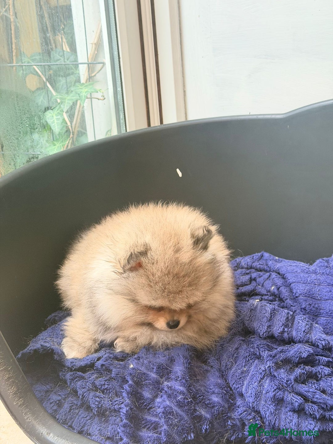 Pomeranian dogs for sale: Stunning Pom Boy Available - Advert 4