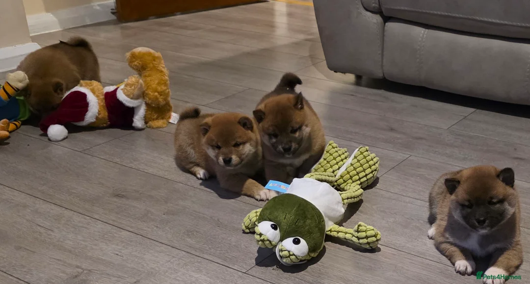 Japanese Shiba Inu dogs for sale: Healthy shiba inus last girl  - Advert 9