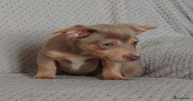 Jack Russell dogs - Advert 10