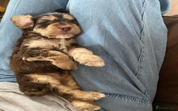 Cockapoo dogs for sale: Adorable F1 Cockerpoo puppies - Image 14