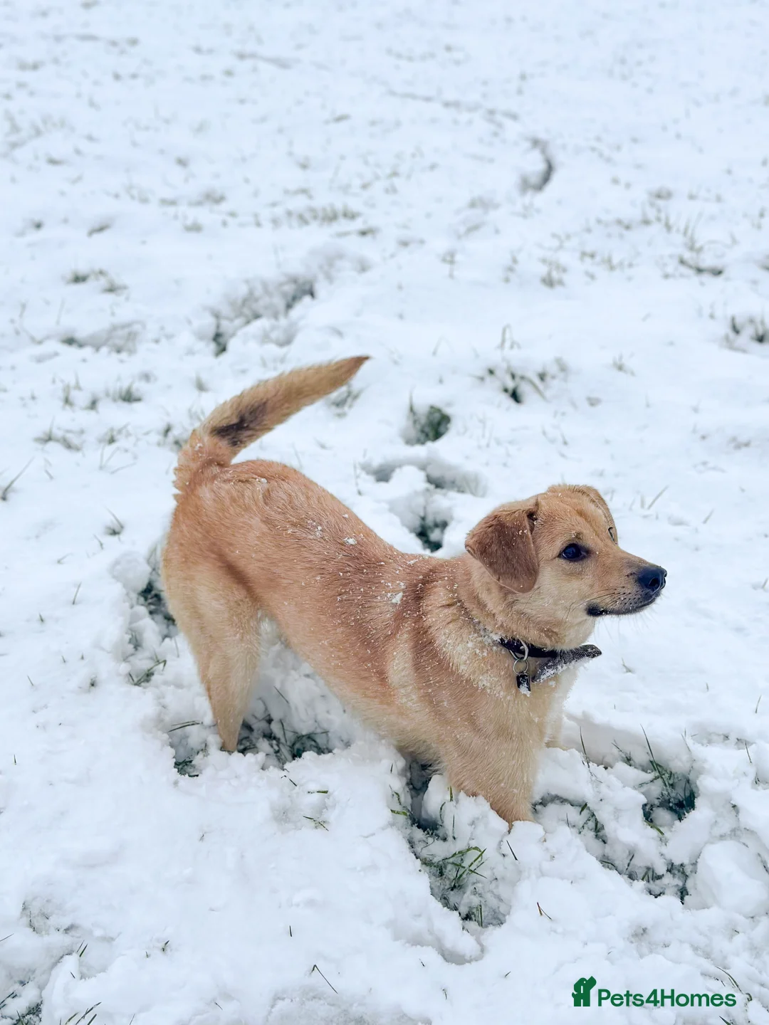 Mixed Breed dogs for sale: 3 year old male Dog for rehoming  - Advert 2