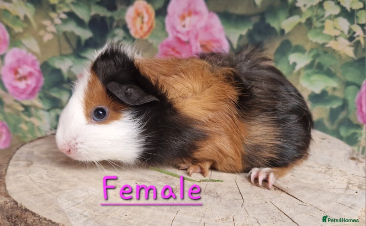 Guinea Pig rodents - Advert 9