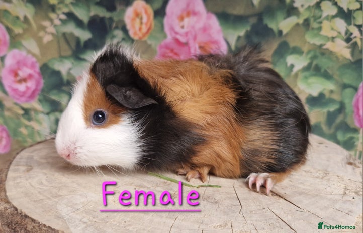 Guinea Pig rodents - Advert 9