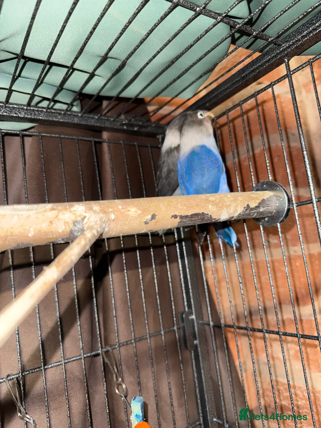 Lovebirds birds for sale: 2 Female  - Advert 2