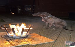 Cane Corso dogs for sale: Male cane corso  - Image 4