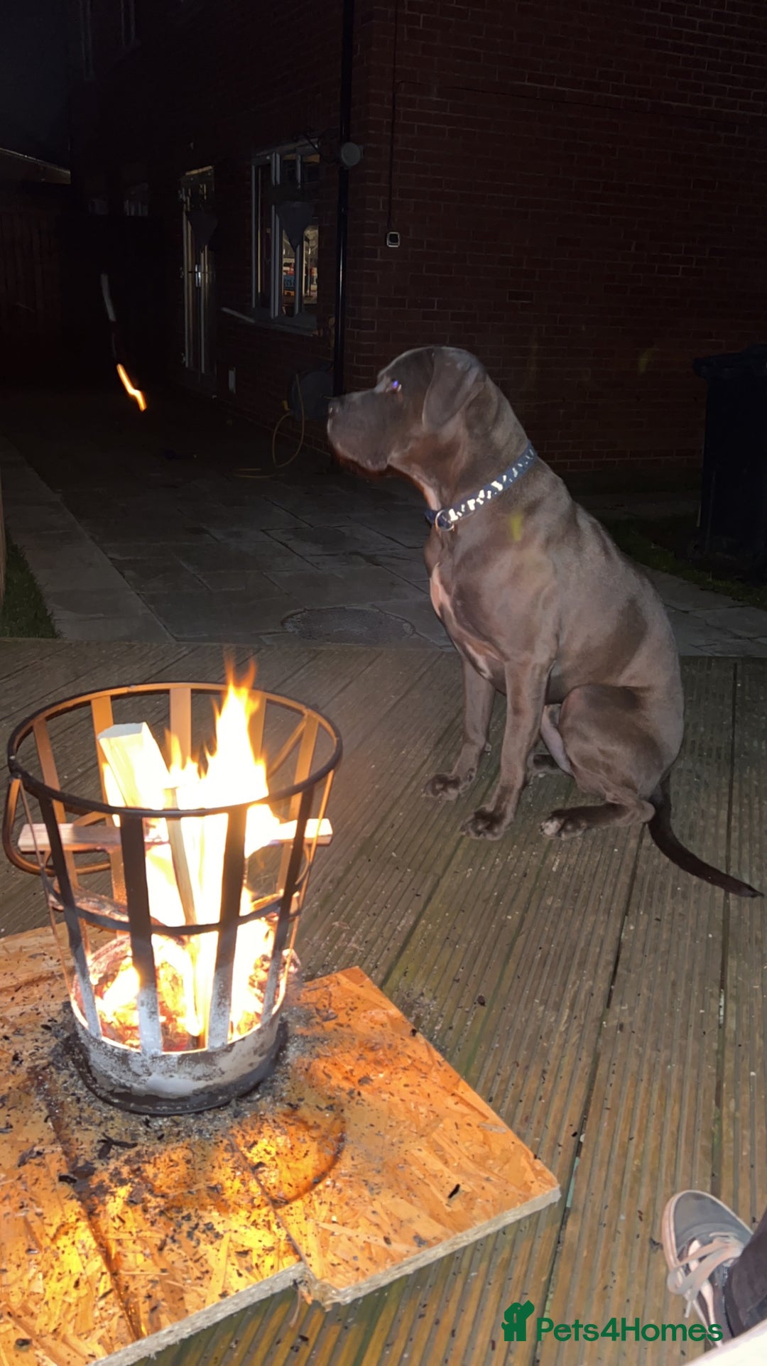 Cane Corso dogs for sale: Male cane corso  - Image 4