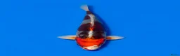 Koi Carp fish for sale: Japanese Koi - Top Quality - Advert 29