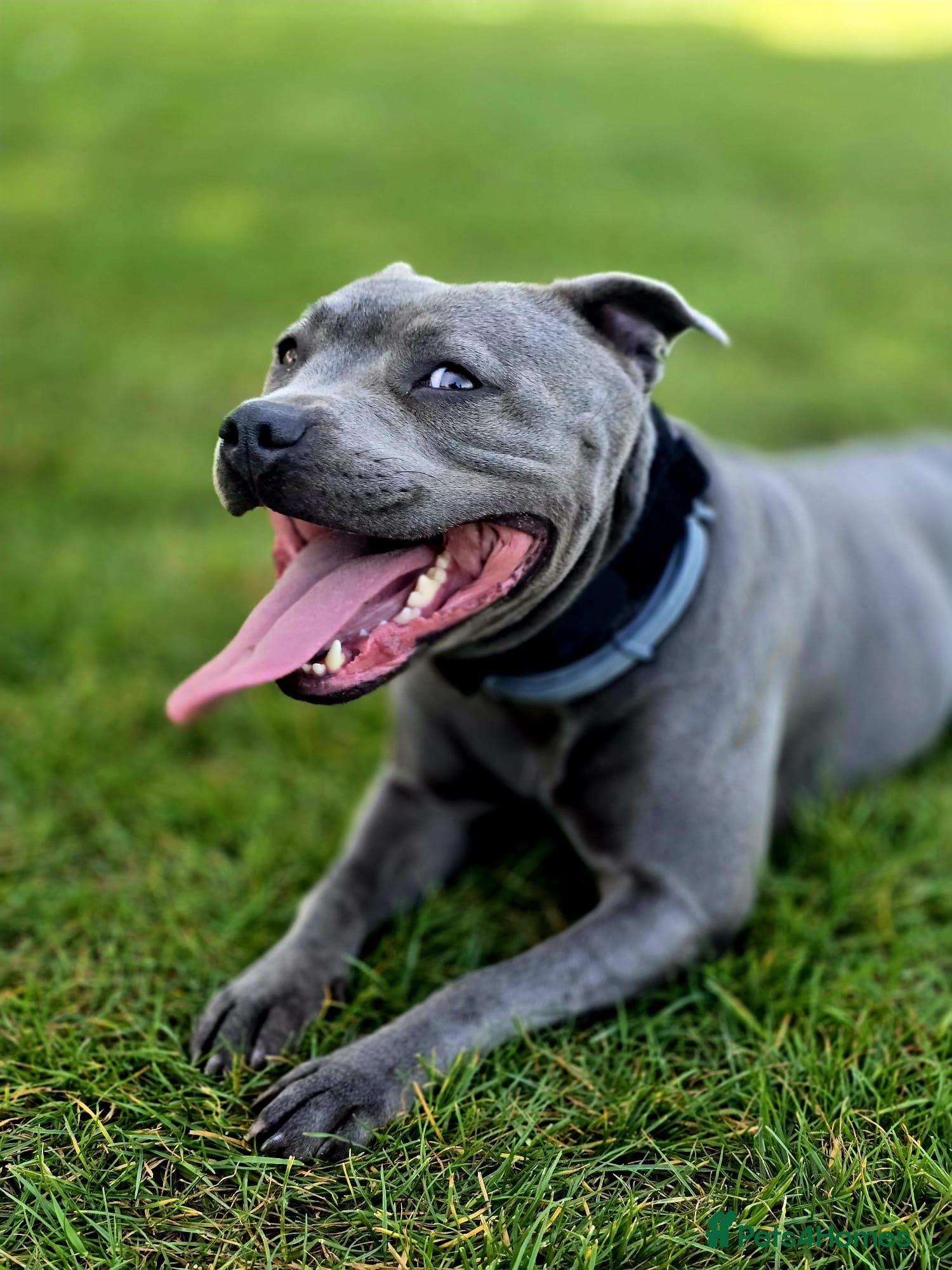 Staffordshire Bull Terrier dogs KC Registered Staffordshire Bull Terrier Puppies - Advert 1