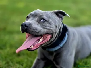 Staffordshire Bull Terrier dogs KC Registered Staffordshire Bull Terrier Puppies - Advert 1