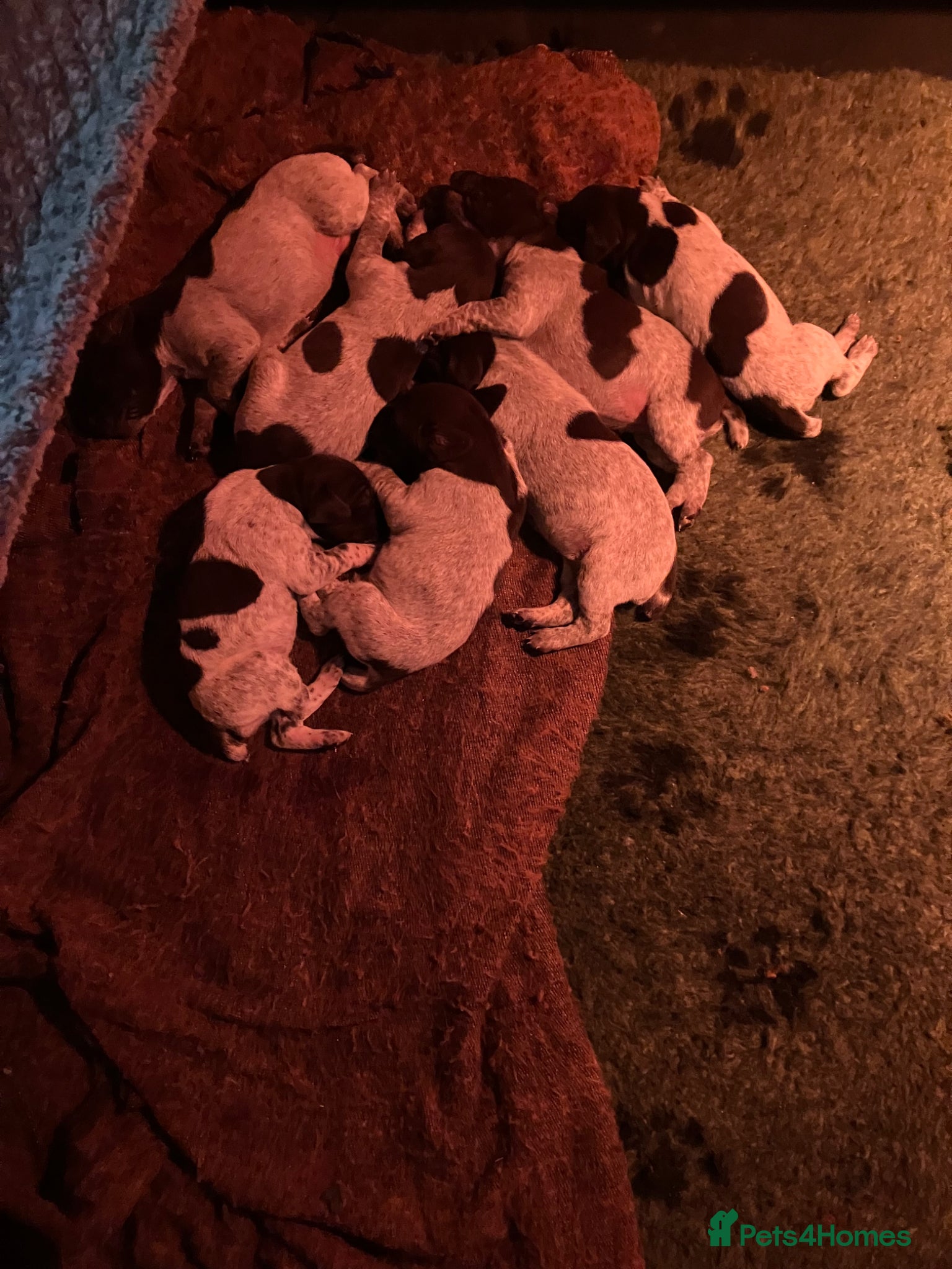German Shorthaired Pointer dogs Gorgeous GPS puppies with stunning markings  - Advert 2