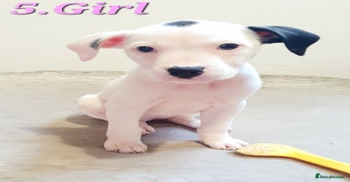 Mixed Breed dogs - Advert 4