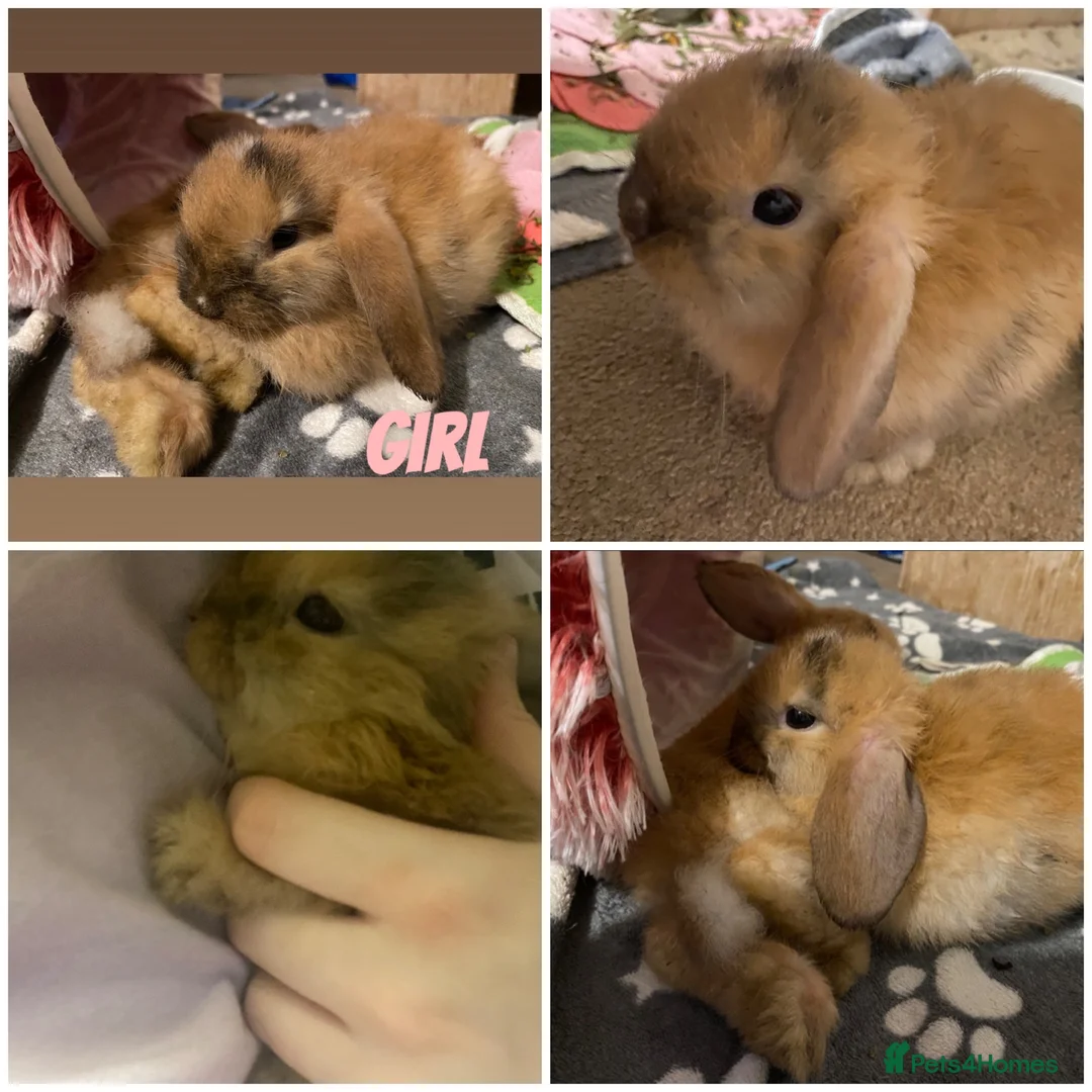 Mini Lion Lop rabbits for sale: ⭐️Beautiful fluffy Lionlops⭐️ - Advert 1