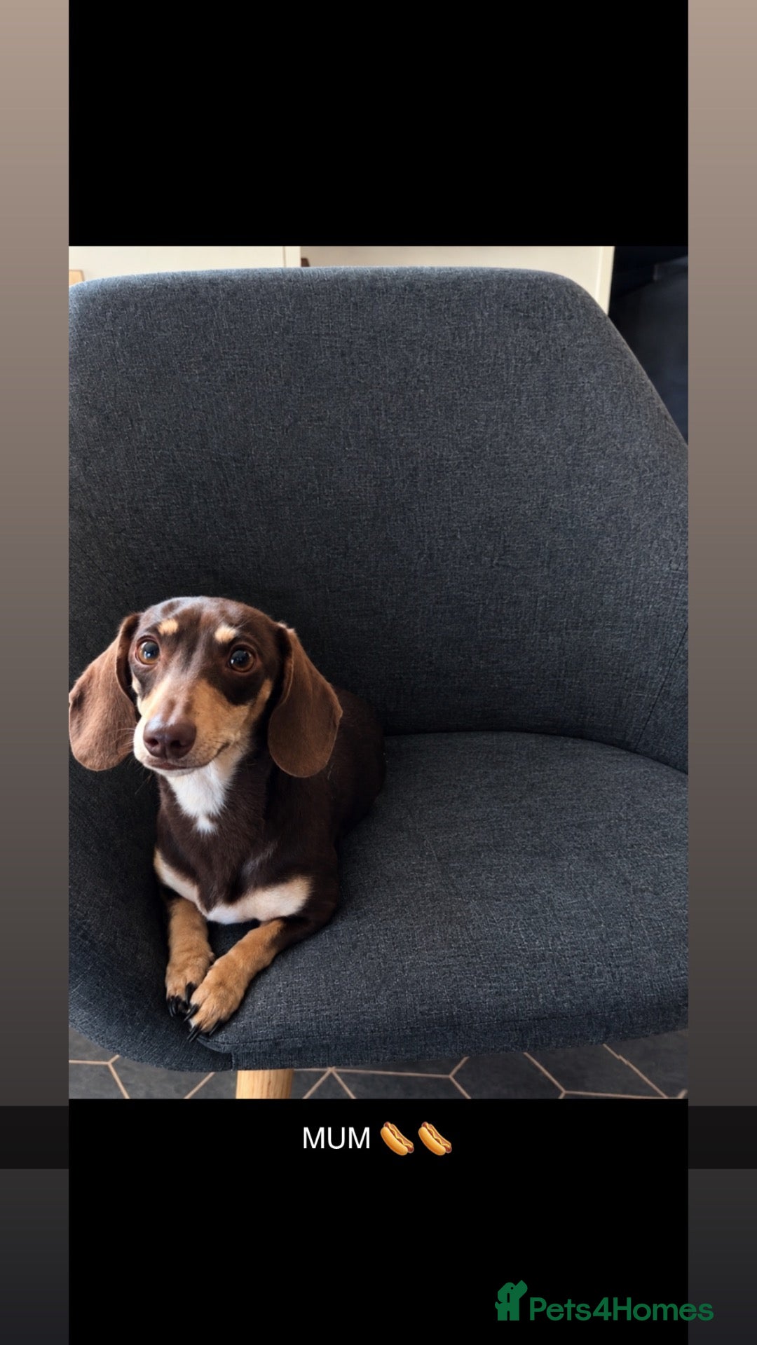 Miniature Dachshund dogs 5 STAR QUALITY MINIATURE DACHSHUND PUPS - Advert 2