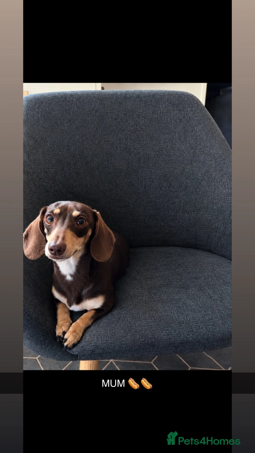 Miniature Dachshund dogs for sale: 5 STAR QUALITY MINIATURE DACHSHUND PUPS - Advert 2